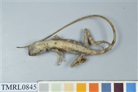 藏品(斯文豪氏攀蜥)的圖片